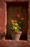 geraniums clay pot 1980s 1990s A4 Photo Print