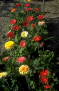 gerbera daisies garden 1980s 1990s A4 Photo Print