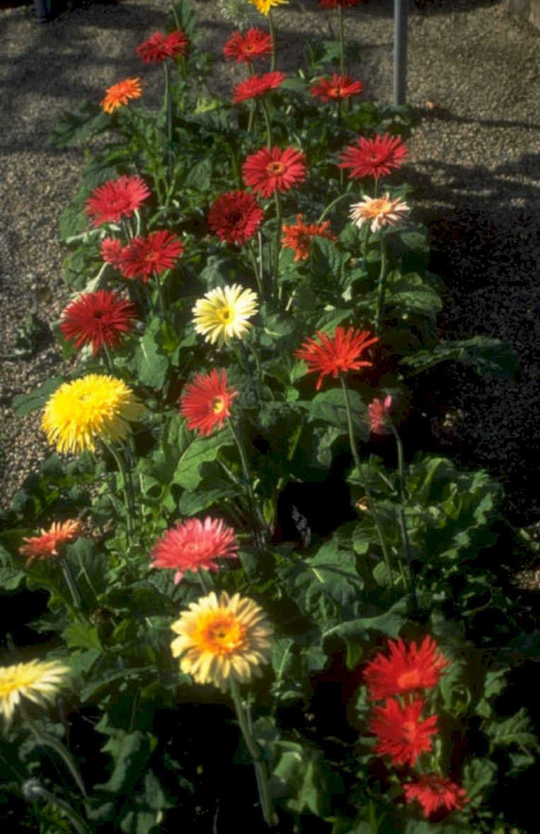 gerbera daisies garden 1980s 1990s A4 Photo Print