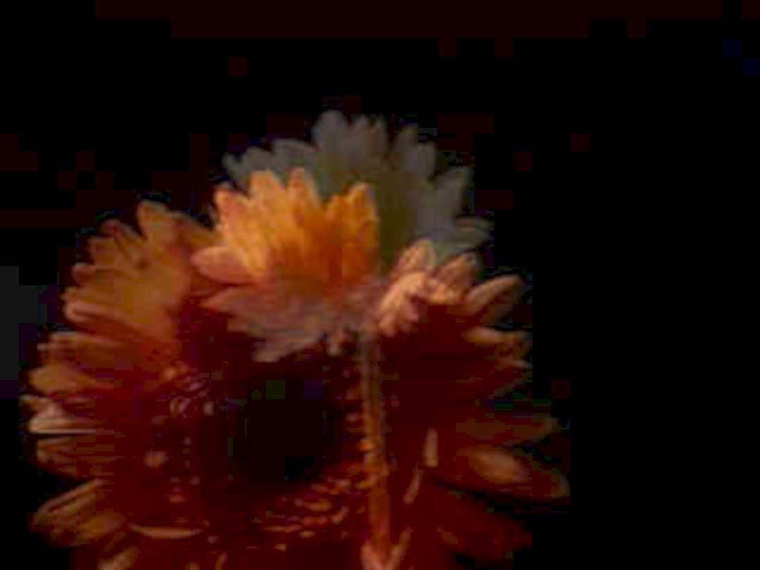 gerbera daisies macro1980s 1990s A4 Photo Print