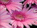 gerbera daisies pink1980s 1990s A4 Photo Print