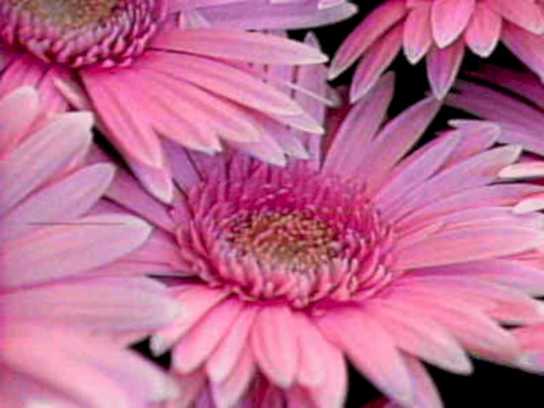 gerbera daisies pink1980s 1990s A4 Photo Print