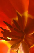 gerbera sunset macro Vintage A4 Photo Print