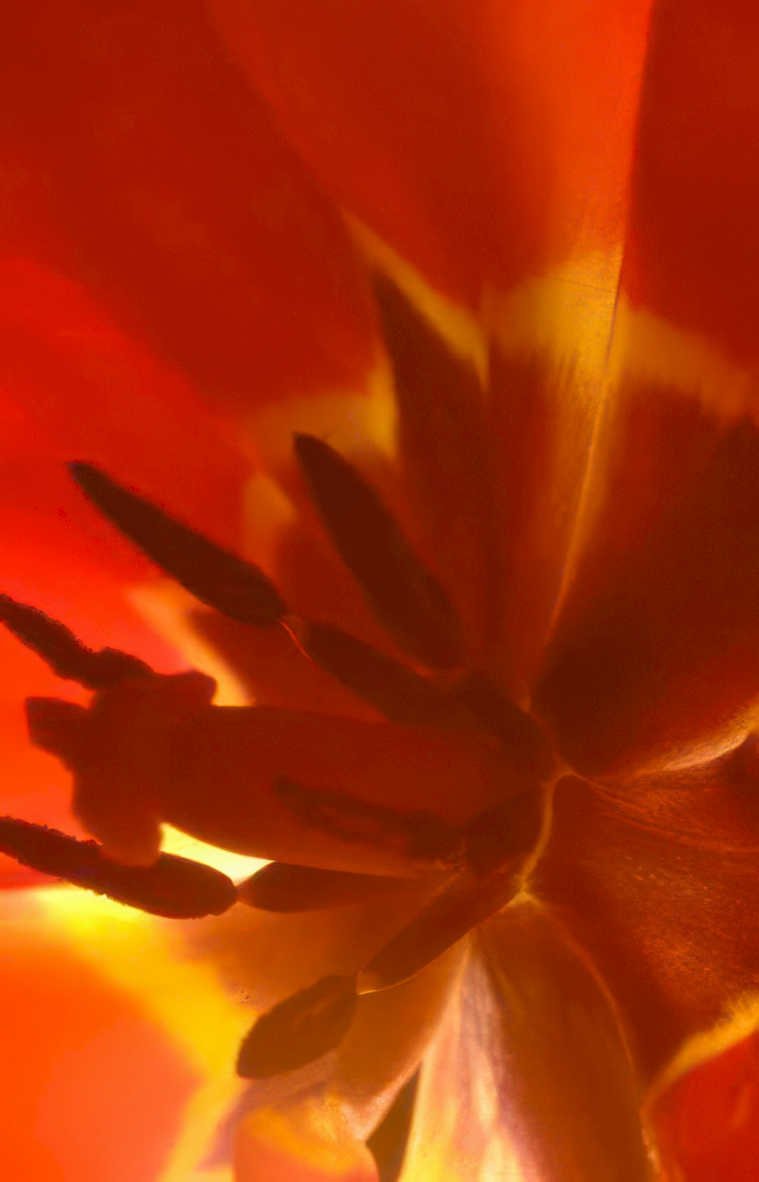 gerbera sunset macro Vintage A4 Photo Print