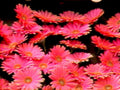 gerberadaisies pink indoor1980s 1990s A4 Photo Print