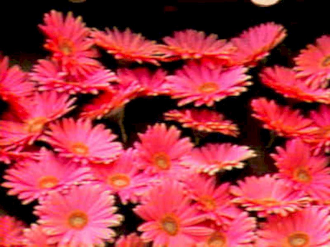 gerberadaisies pink indoor1980s 1990s A4 Photo Print