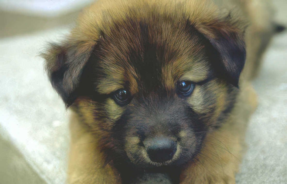 german shepherd puppy Vintage A4 Photo Print