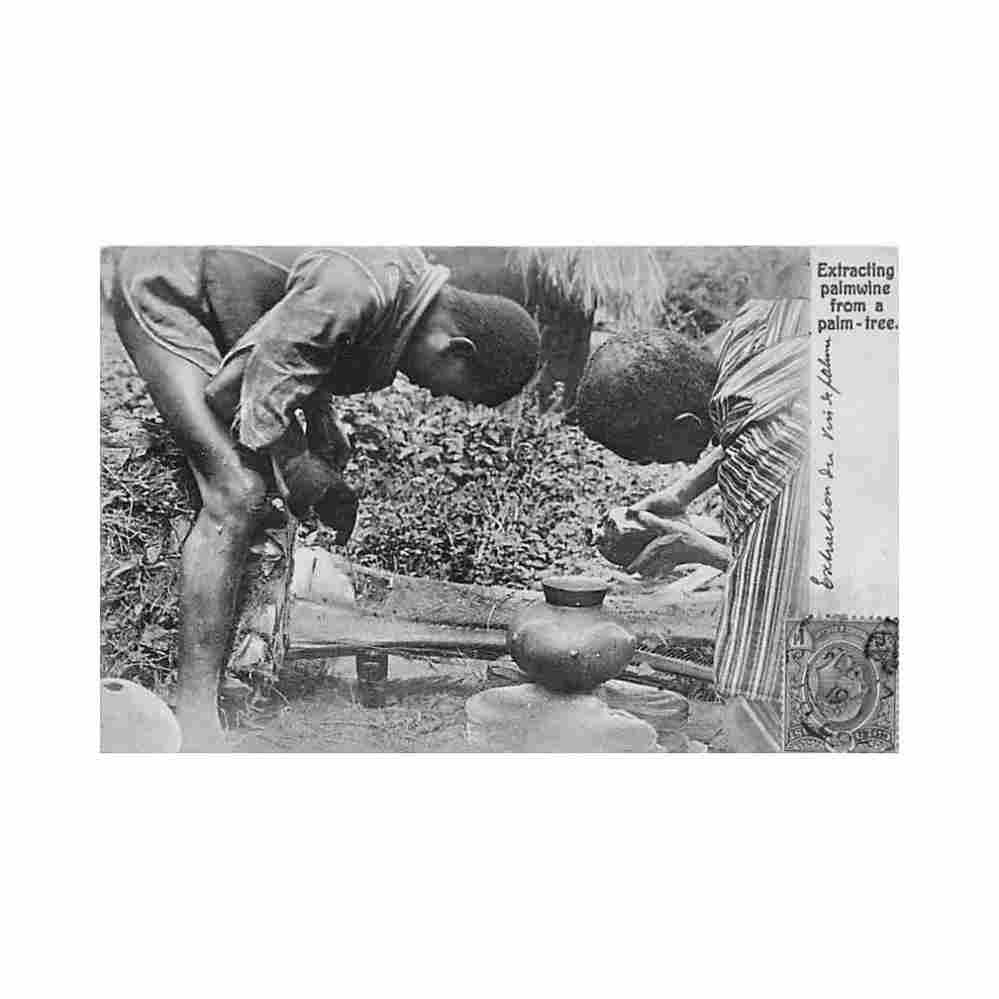 ghana extracting palmwine from a palm tree basel mission book depot 18 Vintage A4 Photo Print