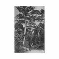 ghana in the forest scoa 302 Vintage A4 Photo Print