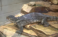 gharial crocodile exhibit Vintage A4 Photo Print