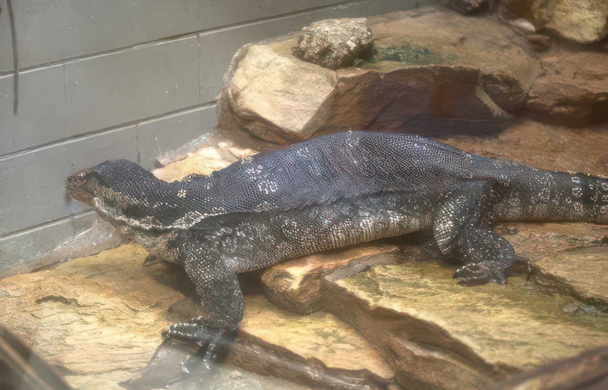 gharial crocodile exhibit Vintage A4 Photo Print