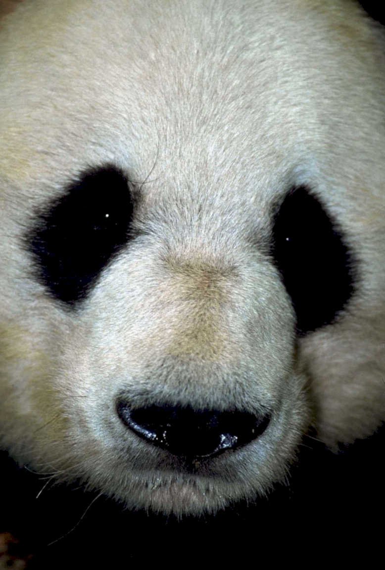 giant panda portrait 11980s 1990s A4 Photo Print