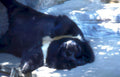 giant panda sleep Vintage A4 Photo Print