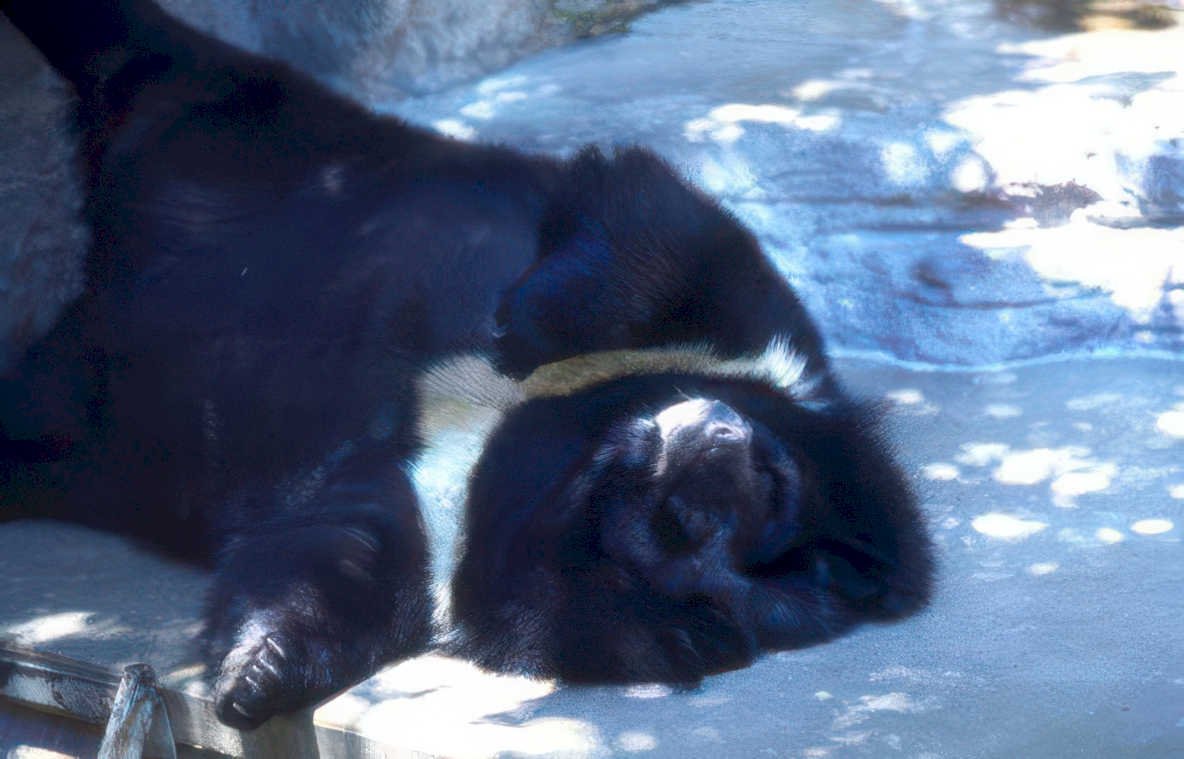 giant panda sleep Vintage A4 Photo Print