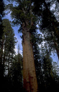 giant sequoia redwood 1 1980s 1990s A4 Photo Print