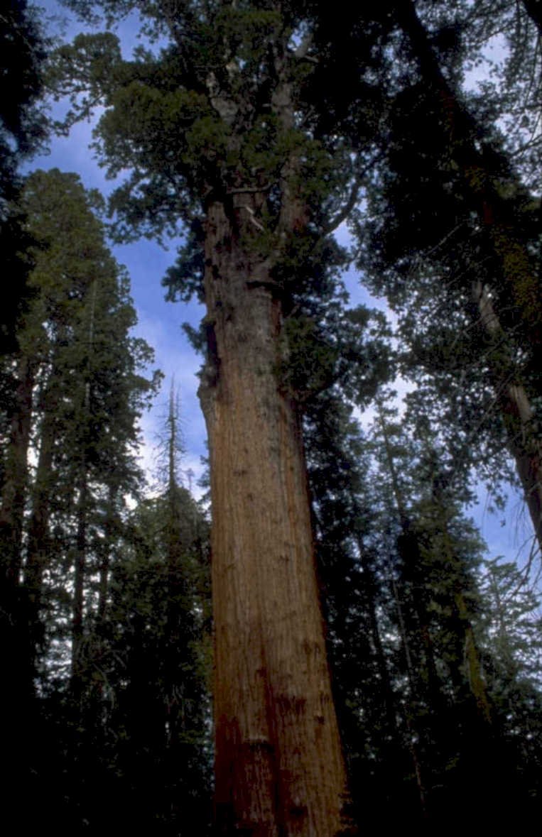giant sequoia redwood 1 1980s 1990s A4 Photo Print