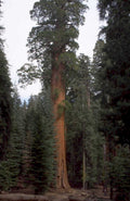 giant sequoia redwood 2 1980s 1990s A4 Photo Print