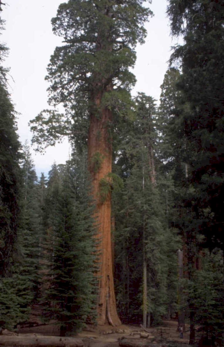 giant sequoia redwood 2 1980s 1990s A4 Photo Print