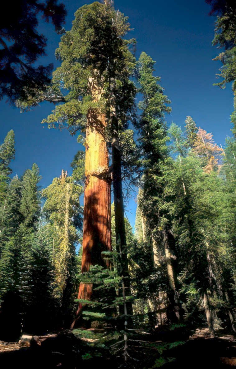 giant sequoia redwood Vintage A4 Photo Print