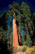 giant sequoia sunset Vintage A4 Photo Print