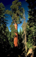 giant sequoia tree 1 Vintage A4 Photo Print