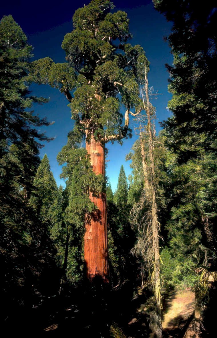 giant sequoia tree 1 Vintage A4 Photo Print