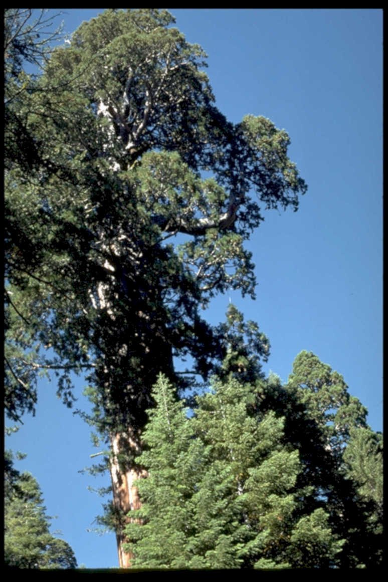 giant sequoia tree 11980s 1990s A4 Photo Print
