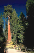 giant sequoia tree 2 Vintage A4 Photo Print