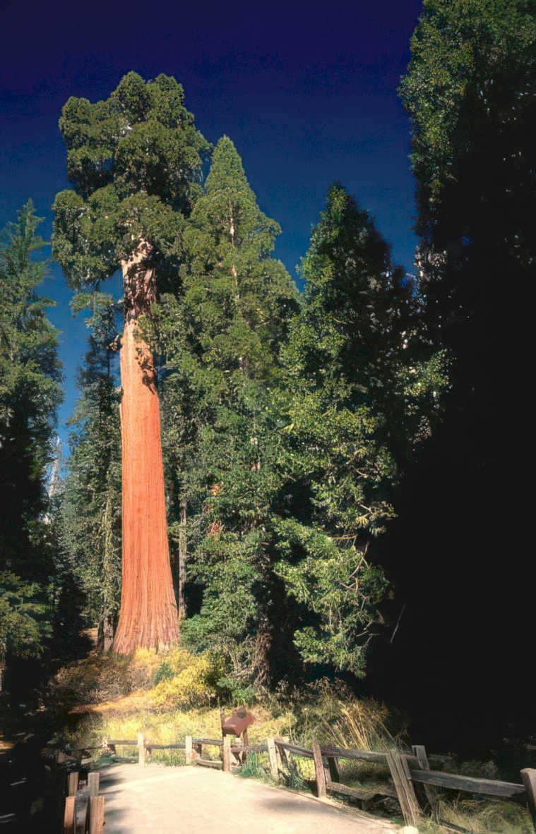giant sequoia tree 2 Vintage A4 Photo Print