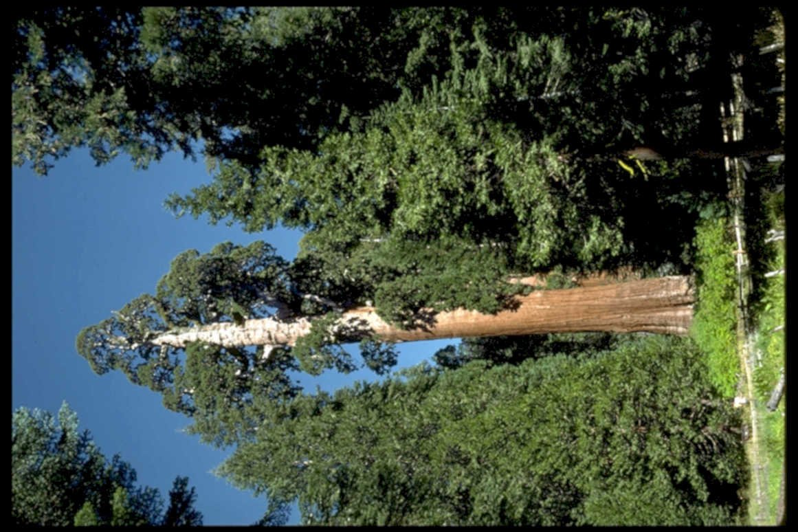 giant sequoia tree 21980s 1990s A4 Photo Print
