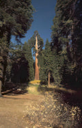 giant sequoia yosemite 1 Vintage A4 Photo Print