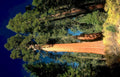 giant sequoia yosemite 2 Vintage A4 Photo Print