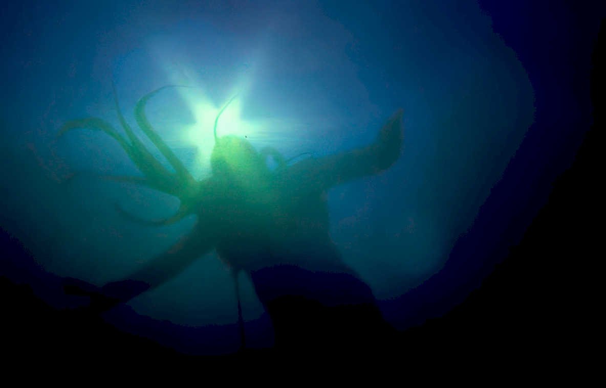 giant squid bioluminescence Vintage A4 Photo Print