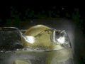 gin tonic lemon1980s 1990s A4 Photo Print