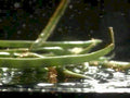 ginger root water1980s 1990s A4 Photo Print