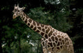 giraffe close up Vintage A4 Photo Print
