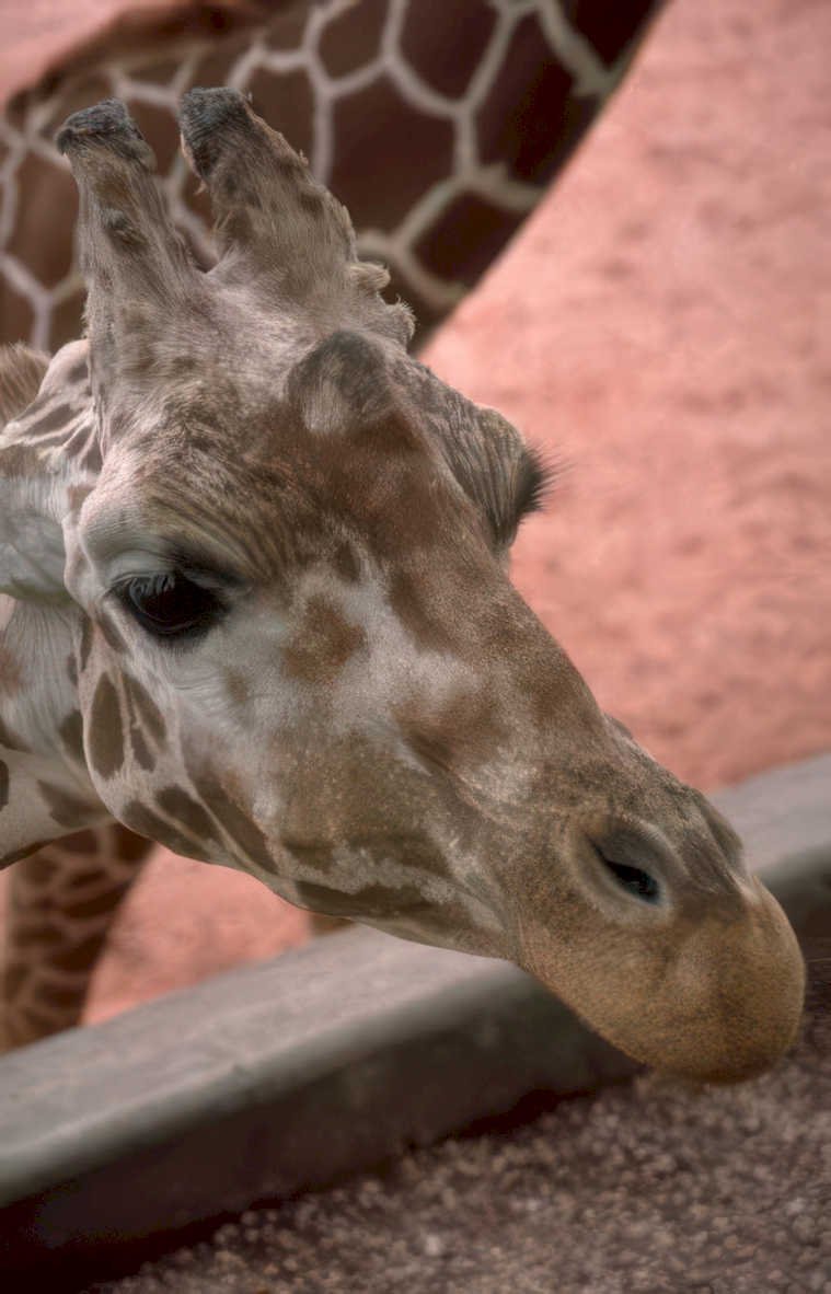 giraffe concrete eye Vintage A4 Photo Print