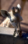 giraffe concrete wall Vintage A4 Photo Print