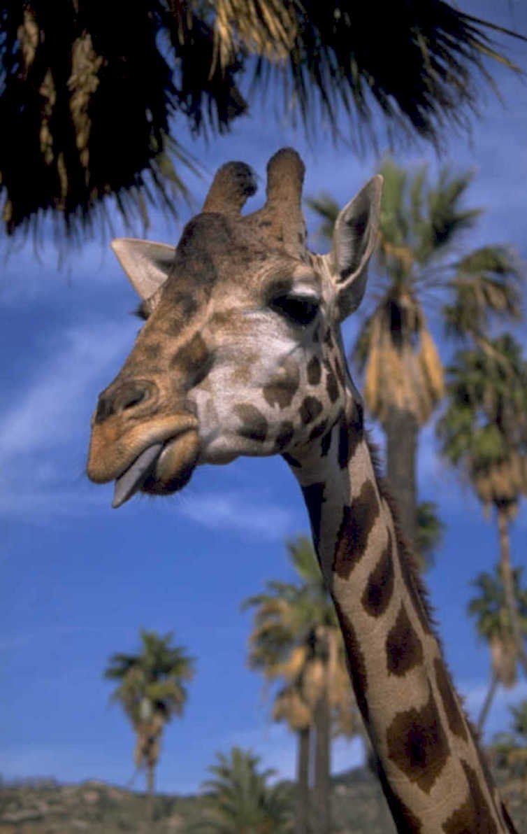 giraffe date palm 1980s 1990s A4 Photo Print