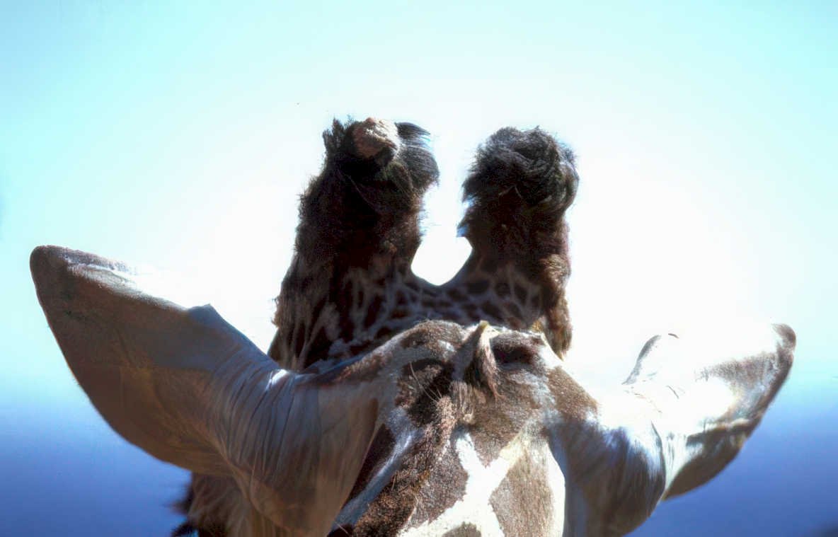 giraffe ears blue Vintage A4 Photo Print