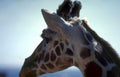 giraffe ears sky Vintage A4 Photo Print