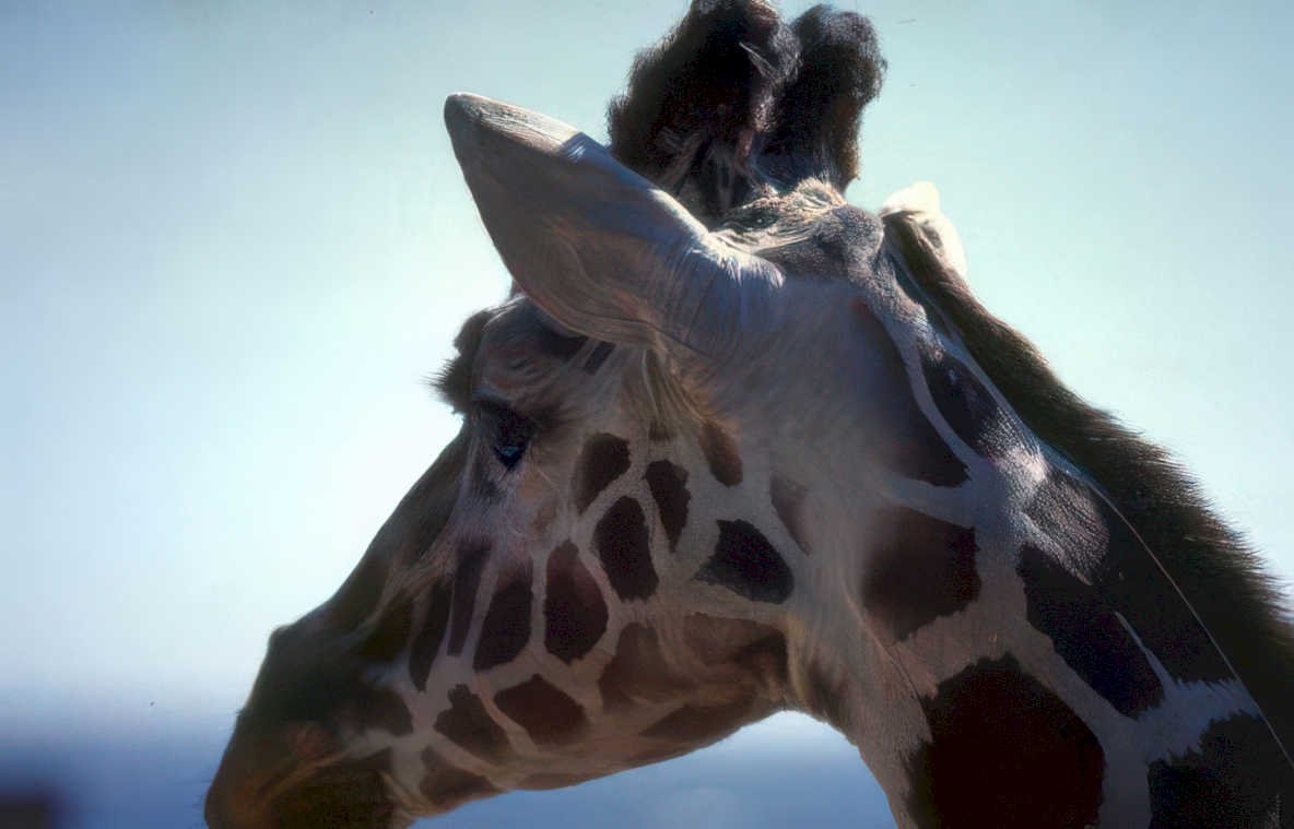 giraffe ears sky Vintage A4 Photo Print
