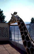 giraffe enclosure zoo Vintage A4 Photo Print