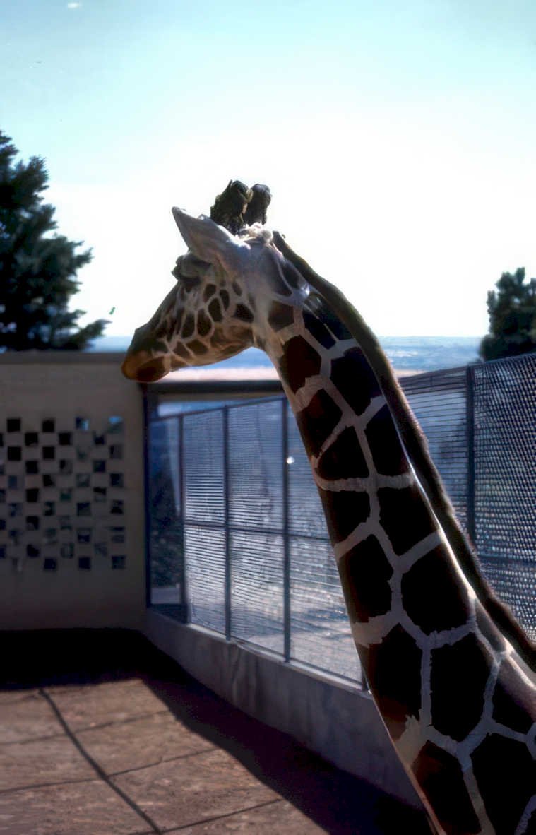 giraffe enclosure zoo Vintage A4 Photo Print