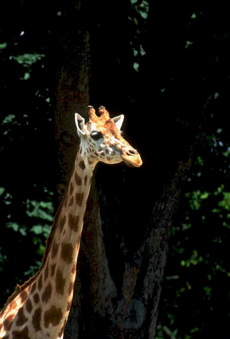 giraffe forest neck1980s 1990s A4 Photo Print