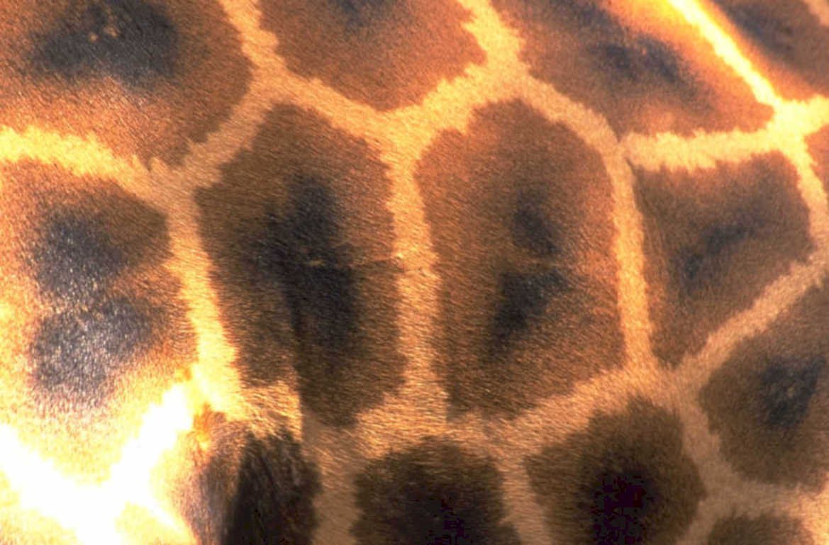 giraffe fur spots 1980s 1990s A4 Photo Print
