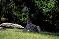 giraffe grass zoo1980s 1990s A4 Photo Print
