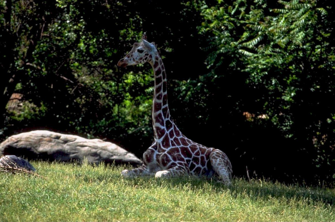 giraffe grass zoo1980s 1990s A4 Photo Print