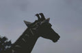 giraffe gray ear Vintage A4 Photo Print