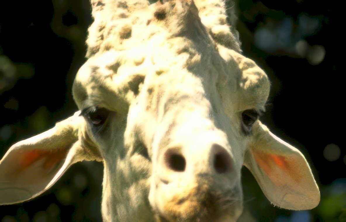 giraffe head ears Vintage A4 Photo Print
